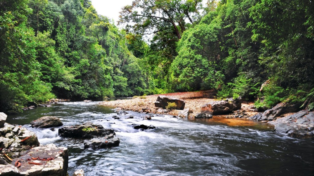 Taman Negara - Ong Meng Foong